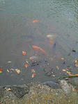 20071102105759.jpg