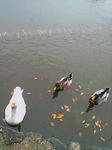 20071102110329.jpg