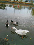 20071102110553.jpg