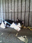 20080705160242.jpg
