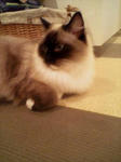20090130145106.jpg