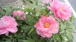 2009050513480001.jpg