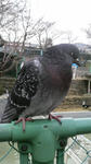 2010041116160001.jpg