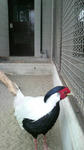 2010041115500000.jpg