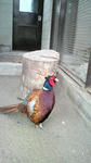 2010041115410000.jpg