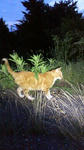 2011070101170000.jpg