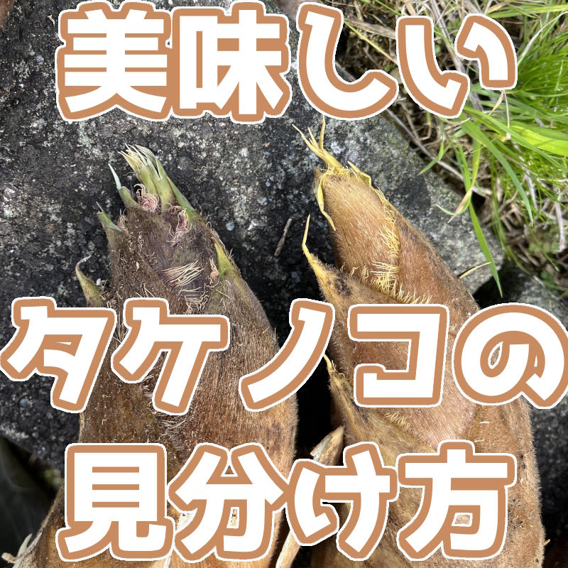 【永久保存版】美味しいタケノコの見分け方【初心者必見】