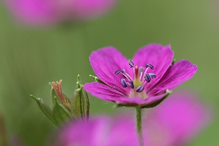 ゲンノショウコ