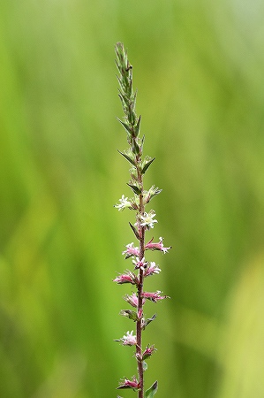 コバナエゾミソハギ