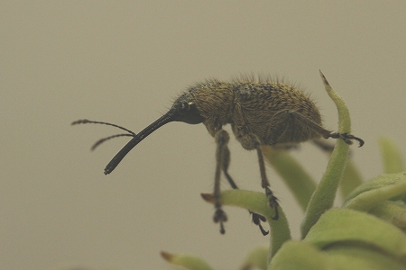 ハイイロチョッキリ