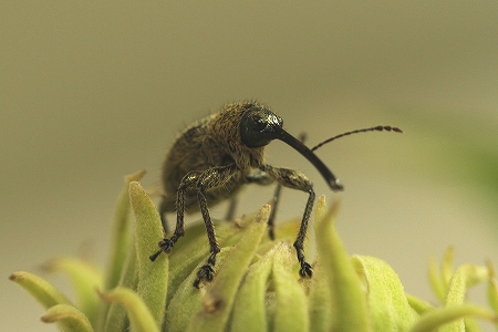 ハイイロチョッキリ
