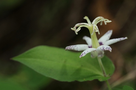 ヤマジノホトトギス
