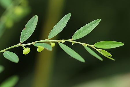 ヒメミカンソウ