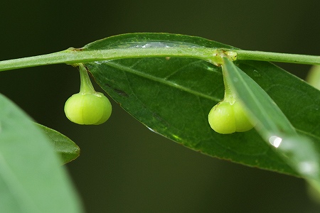 ヒメミカンソウ