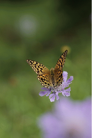 ウラギンヒョウモン