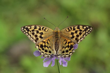 ウラギンヒョウモン