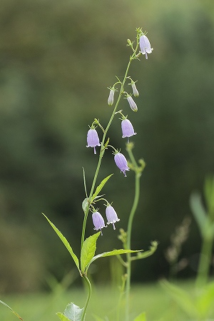ツリガネニンジン