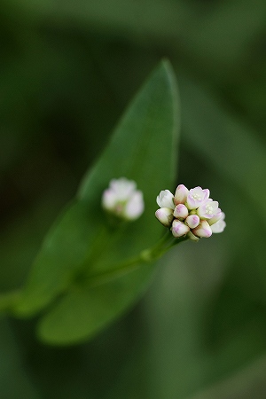 アキノウナギツカミ
