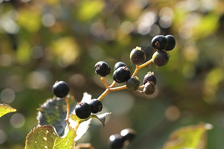タンナサワフタギ