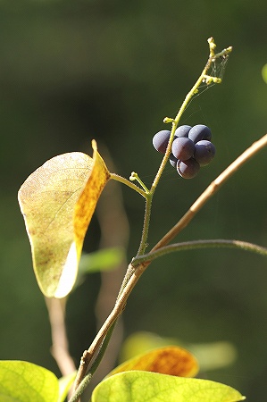 アオツヅラフジ
