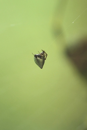 シロガネイソウロウグモ