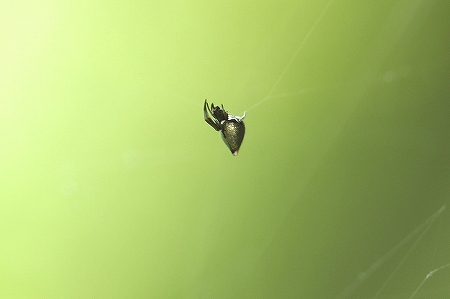 シロガネイソウロウグモ