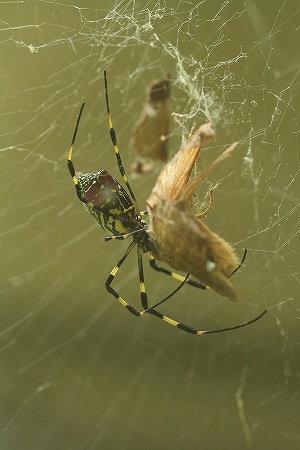 ジョロウグモ