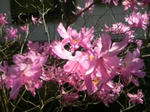 080404_115606.JPG