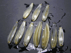 P2200002.gif
