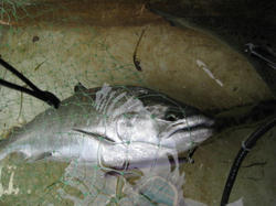 IMG_0878.JPG