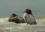 コガモのペア
