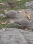 DSCN9240.JPG