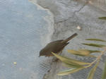DSCN9867.JPG