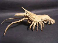Shrimp2_2.jpg