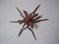 crane-fly3_1.jpg