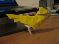 s-bird_1.jpg