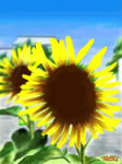 summer.jpg