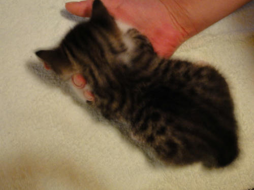 がじがじ