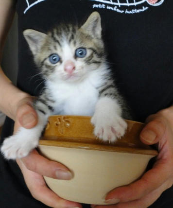 釜猫？