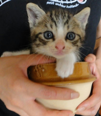 どお？