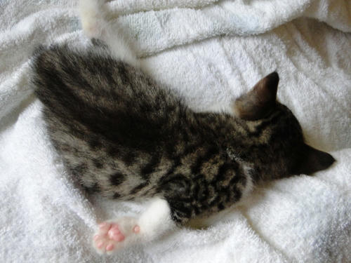 うだうだ～