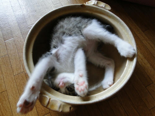 ねこ鍋２