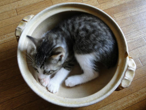 ねこ鍋４