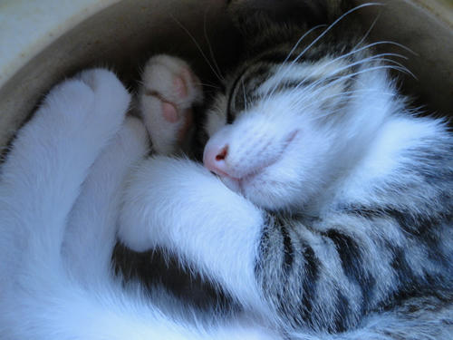 ねこ鍋