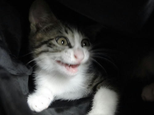 ニャハハハハッ