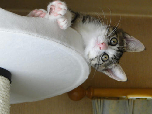 ねこタワーって楽しいにゃ～