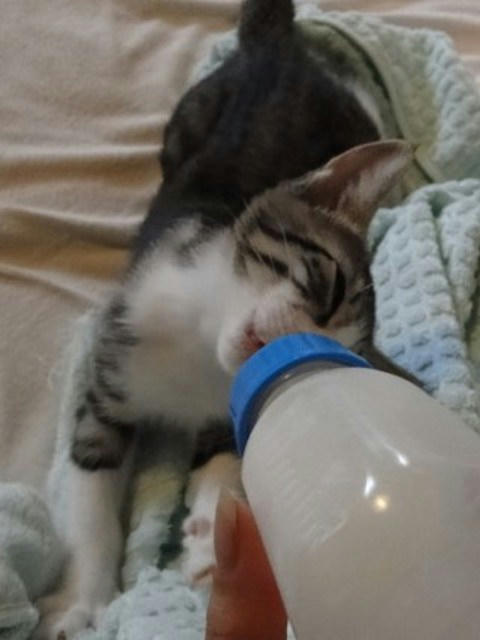 ミルクはやめられないにゃー