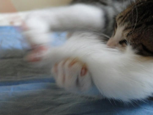 捕まえたにゃ