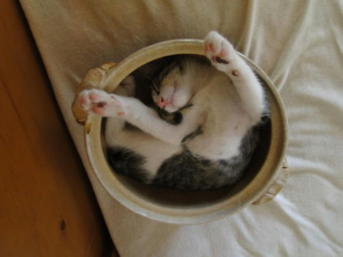 バンザーイ。。。Zzzzz...