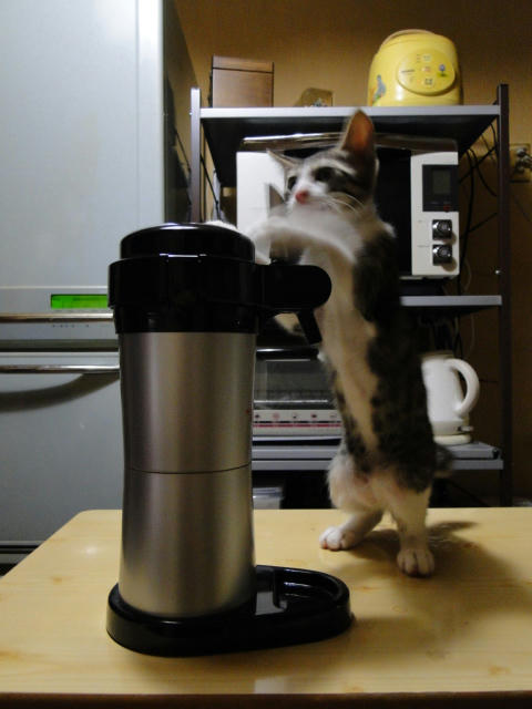出にゃいにゃぁ